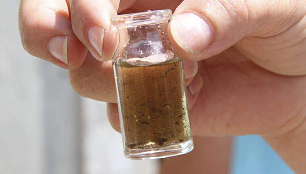 Índice que aponta criadouros da dengue é considerado baixo em Hortolândia Índice que aponta criadouros da dengue é considerado baixo em Hortolândia