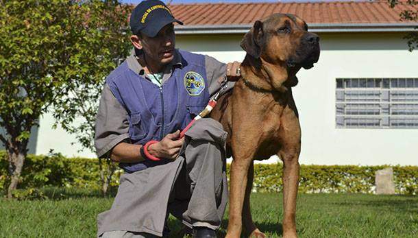 Campanha: Vacinação anti-rábica Vacinação anti-rábica