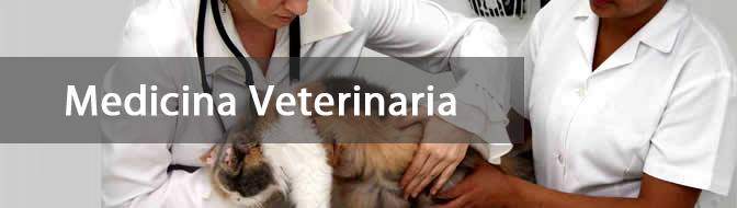 Formação: Medicina Veterinária Formação: Medicina Veterinária