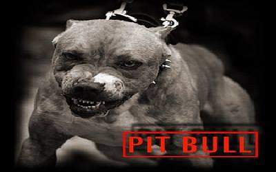 PIT BULL (imagem ilustrativa / reprodução internet) pitbull