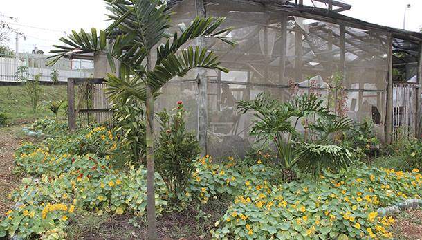 Complexo estufa-cisterna ensina a reutilizar água da chuva Complexo estufa-cisterna ensina a reutilizar água da chuva