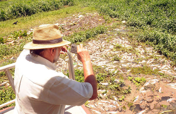 Três toneladas de peixe morrem no minipantanal