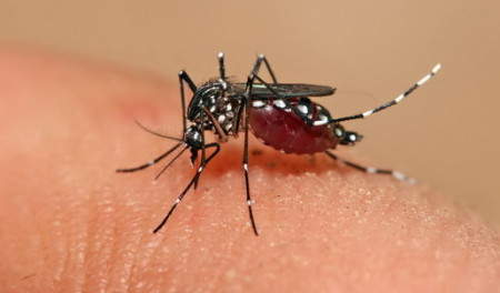 dengue