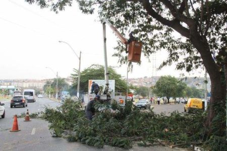 pinheiros-parque-dos-pinheiros