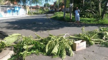 arvore-cai-hortolandia-1