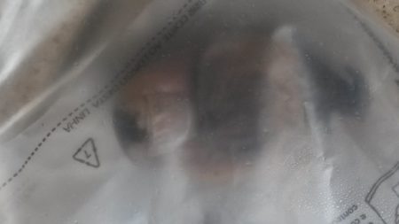 dedo-encontrato-por-cachorro