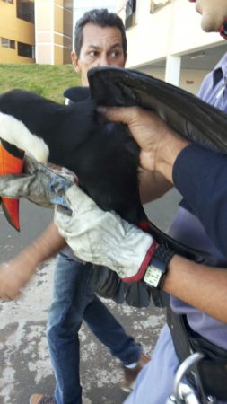 tucano-camara-hortolandia