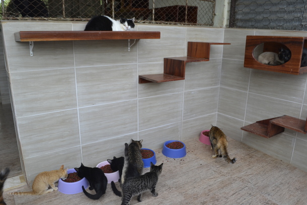 Gatil da Prefeitura recebe melhorias para alojar animais retirados das ruas