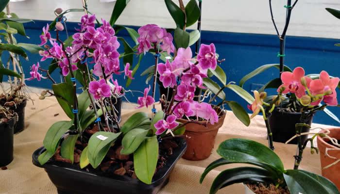 Exposição gratuita de orquídeas