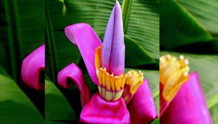 Flor de Bananeira