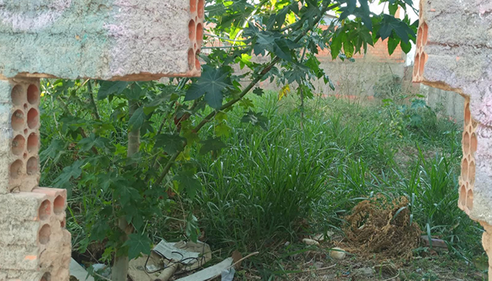 Moradores do Jardim Amanda Vivem Sob Ameaca de Escorpioes devido a Terreno Baldio