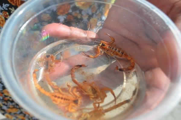 Escorpiões em Hortolândia