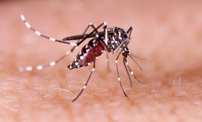 número de casos de dengue